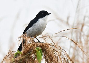 Jerdon's Bush Chat, Saxicola jerdoni