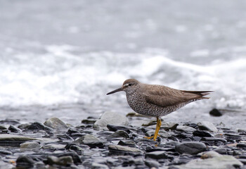 Wandering Tattler, Tringa incana