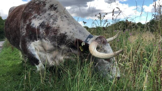 Rare breed English longhorn cow eating grass in Epping Forest