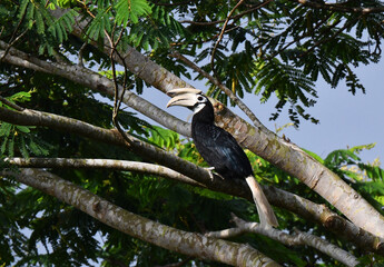 Palawan Hornbill, Anthracoceros marchei