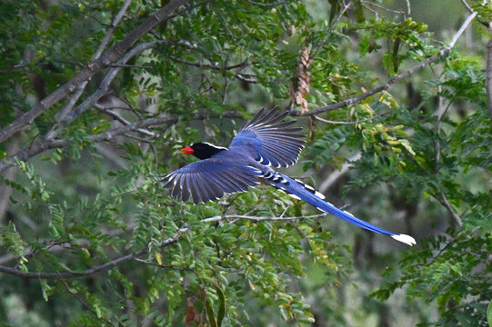 Red-billed Blue Magpie