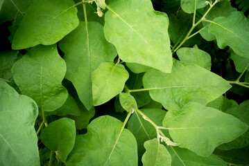 Fresh green eggplant leaves and branch