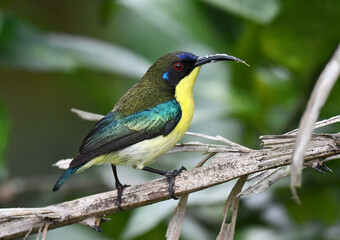 Luzon Sunbird, Aethopyga jefferyi
