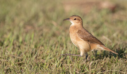 Rufous Hornero, Furnarius rufus