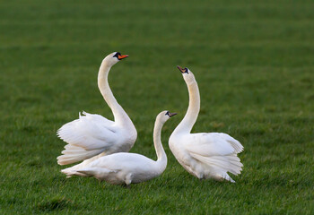 Mute Swan, Cygnus olor