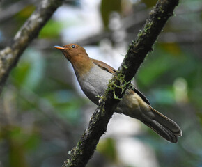 Rufous-brown Solitaire, Cichlopsis leucogenys