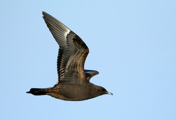 Parasitic Jaeger, Stercorarius parasiticus
