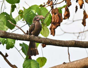 Luzon Hornbill, Penelopides manillae