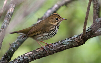 Ovenbird, Seiurus aurocapilla