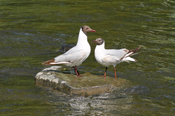 two black-headed gulls standing on the rock in the river