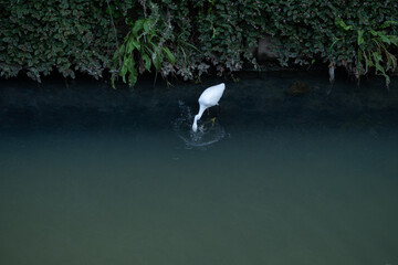 都会の濁った生活水路の川で魚を捕食する白鷺