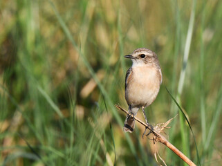 Fototapeta premium White-tailed Stonechat, Saxicola leucurus