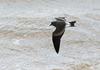 Leach's Storm Petrel, Hydrobates leucorhous