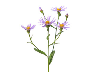 Purple flower of Alpine aster isolated on white, Aster alpines - obrazy, fototapety, plakaty