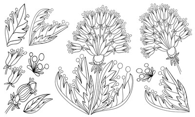 set of fictional floral elements coloring isolate on a white background illustration for book black and white image with herbal elements anti stress vector graphics print for textile doodle sketch