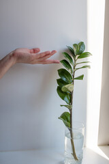 woman hand touching green plant in a vase