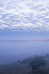 Landscape Berkheide dunes in Katwijk, Netherlands
