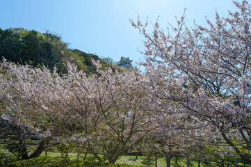 咲き誇る桜の向こうに天守閣