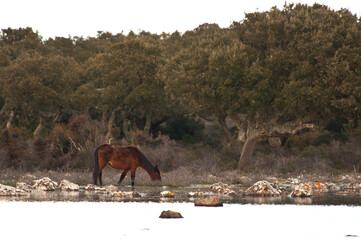 Cavallini della Giara, Giara di Gesturi wild horses in nature park