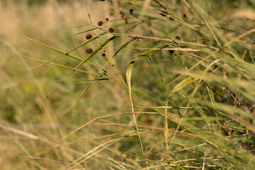 Grass in warm tones. Nature.