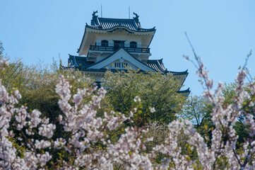 Naklejka premium 咲き誇る桜の向こうに天守閣
