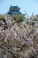 Naklejka premium 咲き誇る桜の向こうに天守閣