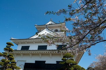 桜の花吹雪と天守閣