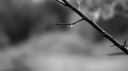 Black and white photo of a branch and a drop of dew.