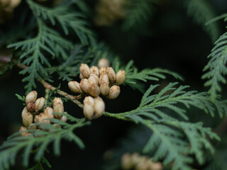 Thuja close up. Gentle green color.