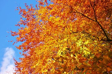 Fototapeta na wymiar Colourful autumn leaves in the park.