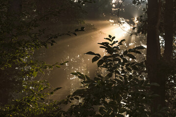 Die Sonne schickt in den frühen Morgenstunden ihre ersten wärmenden Strahlen durch den dichten Nebel in einem Waldrevier. Das pittoreske Foto zeigt eine zauberhafte, idyllische Stimmung.