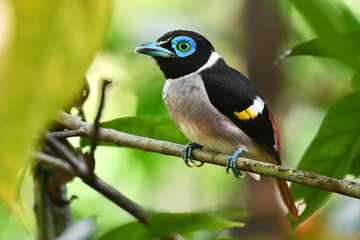 Mindanao Wattled Broadbill, Sarcophanops steerii