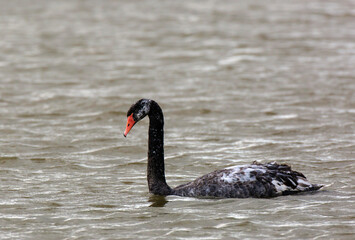 Black Swan, Cygnus atratus x Mute Swan, Cygnus olor