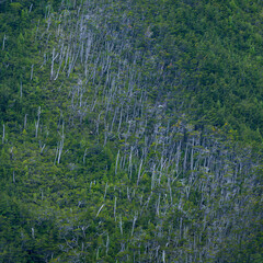 Magellanic forest, Beagle Channel, Darwin Mountain Range, Alberto de Agostini National Park, Tierra del Fuego Archipelago, Magallanes and Chilean Antarctica Region, Chile, South America, America