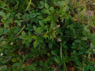 cleome rutidosperma weed