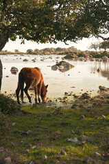 Cavallini della Giara, Giara di Gesturi wild horses in nature park