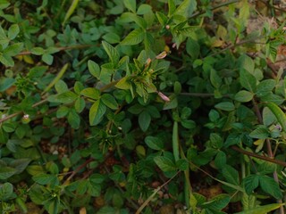 cleome rutidosperma weed
