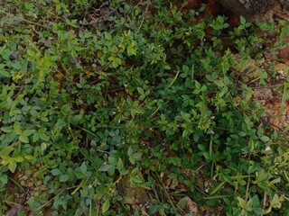 cleome rutidosperma weed