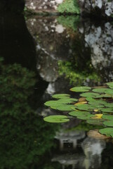 Obraz na płótnie Canvas 池に浮かぶ蓮の葉