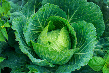 Obraz premium head of cabbage