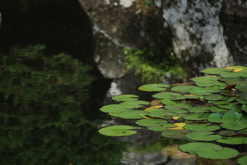 池に浮かぶ蓮の葉