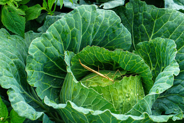 Obraz premium head of cabbage