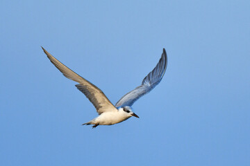 Fototapeta premium Whiskered Tern, Chlidonias hybrida