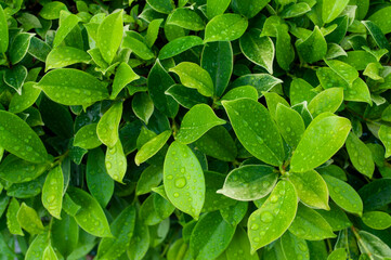 Green leaf texture with water droplets for background
