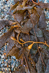 Algae, Seno de Agostini, Beagle Channel, Darwin Mountain Range, Alberto de Agostini National Park, Tierra del Fuego Archipelago, Magallanes and Chilean Antarctica Region, Chile, South America, America