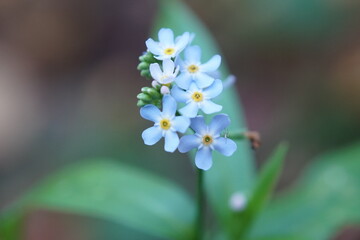 forget me not flowers
