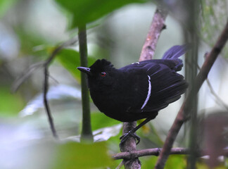 White-shouldered Fire-eye, Pyriglena leucoptera