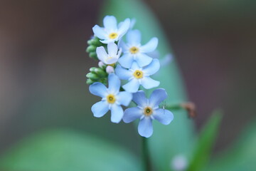 forget me not flowers