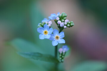 forget me not flowers
