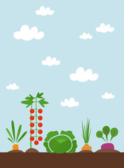 Illustration of the kitchen garden.  Vegetables growing in the kitchen garden
